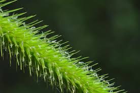 Attēlu rezultāti vaicājumam “Carex pseudocyperus”