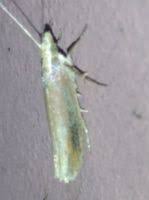 Attēlu rezultāti vaicājumam “Ypsolopha parenthesella”