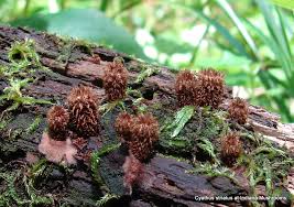 Attēlu rezultāti vaicājumam “Cyathus striatus”