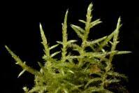 Attēlu rezultāti vaicājumam “Cirriphyllum piliferum”