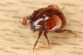 Attēlu rezultāti vaicājumam “Histeridae”