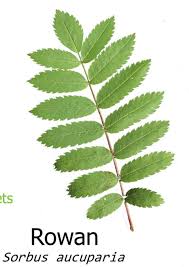 Attēlu rezultāti vaicājumam “Sorbus aucuparia leaf”