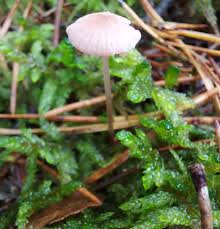 Attēlu rezultāti vaicājumam “Mycena rosella”