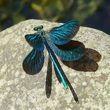 Attēlu rezultāti vaicājumam “Calopteryx virgo”