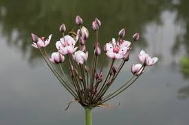 Attēlu rezultāti vaicājumam “Butomaceae”