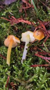 Attēlu rezultāti vaicājumam “Hygrocybe sp.”