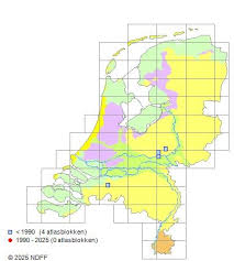 Attēlu rezultāti vaicājumam “Reticularia lobata”