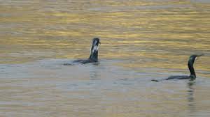 Attēlu rezultāti vaicājumam “Phalacrocorax carbo adult”