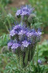 Image result for Phacelia