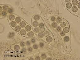 Attēlu rezultāti vaicājumam “Pachyphloeus melanoxanthus”