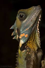 Image result for Colenorton Dragons