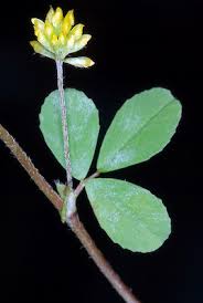 Attēlu rezultāti vaicājumam “Trifolium dubium”