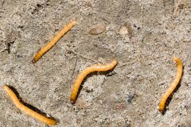 Attēlu rezultāti vaicājumam “Elateridae larva”