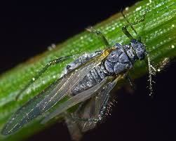 Attēlu rezultāti vaicājumam “Schizolachnus pineti”