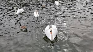 Image result for White Rose Canoe Club