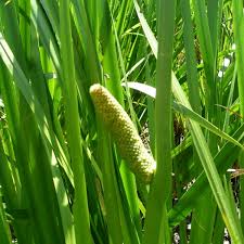 Image result for Acorus calamus