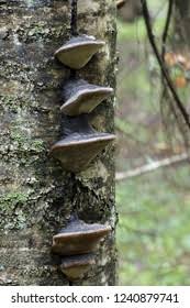 Attēlu rezultāti vaicājumam “Phellinus nigricans”