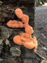 Attēlu rezultāti vaicājumam “Tubifera ferruginosa (subsp. ferruginosa)”