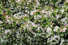 Attēlu rezultāti vaicājumam “Malus sylvestris”