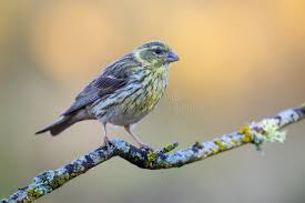 Image result for Serinus serinus