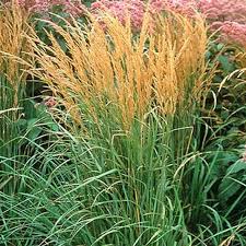 Attēlu rezultāti vaicājumam “Calamagrostis arundinacea leaf”