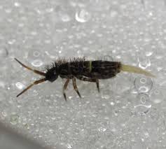 Attēlu rezultāti vaicājumam “Orchesella sp.”