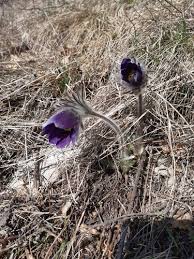 Attēlu rezultāti vaicājumam “Pulsatilla pratensis”