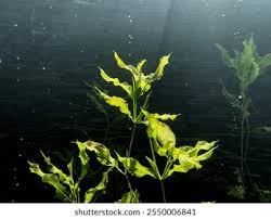 Attēlu rezultāti vaicājumam “Potamogeton lucens leaf”