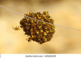 Attēlu rezultāti vaicājumam “Araneus diadematus eggs”