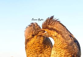 Attēlu rezultāti vaicājumam “Jynx torquilla adult”