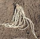 How to grow Asparagus, everything you need to know