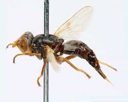 Attēlu rezultāti vaicājumam “Tetanops myopina”