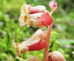 Attēlu rezultāti vaicājumam “Monotropa hypopitys bud”