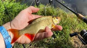 Image result for Cobham Court Angling Club