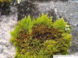 Attēlu rezultāti vaicājumam “Homalothecium sericeum”