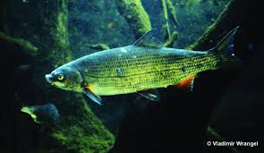 Image result for Chondrostoma nasus