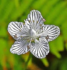 Attēlu rezultāti vaicājumam “Parnassiaceae”