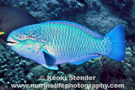 Image result for Chlorurus perspicillatus