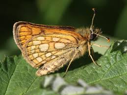 Attēlu rezultāti vaicājumam “Carterocephalus silvicolus”