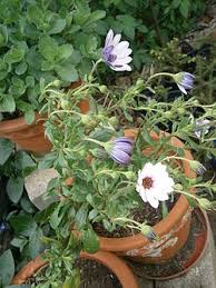 Image result for Dimorphotheca pluvialis