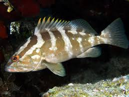 Image result for Epinephelus striatus