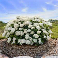 Attēlu rezultāti vaicājumam “Hydrangea arborescens flower”