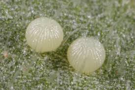 Attēlu rezultāti vaicājumam “Autographa gamma”