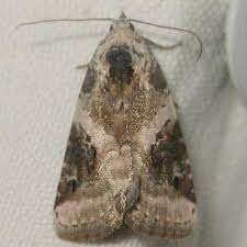 Attēlu rezultāti vaicājumam “Pseudeustrotia candidula”