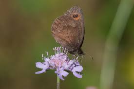 Attēlu rezultāti vaicājumam “Erebia aethiops upperside”