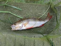 Attēlu rezultāti vaicājumam “Perca fluviatilis”