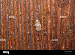 Attēlu rezultāti vaicājumam “Agonopterix hypericella”