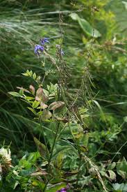 Attēlu rezultāti vaicājumam “Galega orientalis”