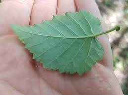 Attēlu rezultāti vaicājumam “Betula pubescens leaf”