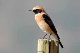 Image result for Oenanthe hispanica